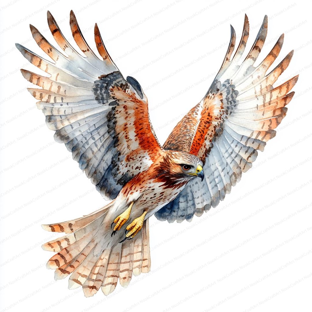 18 Hawk Hunting Clipart | Predator Bird Illustration | Printable ...