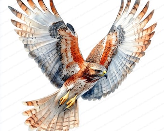 18 タカ狩りのクリップアート | 捕食鳥のイラスト | 印刷可能な水彩画
