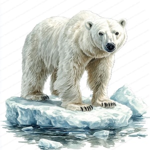 20 Clipart di orsi polari sul ghiaccio / Illustrazione digitale della fauna selvatica artica / Clipart acquerello stampabile / JPG di alta qualità / Lavoretti di carta