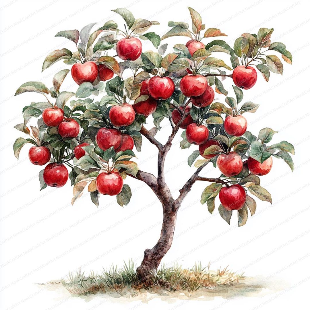 24 個のリンゴの木のクリップアート | 熟した収穫のイラスト | 印刷