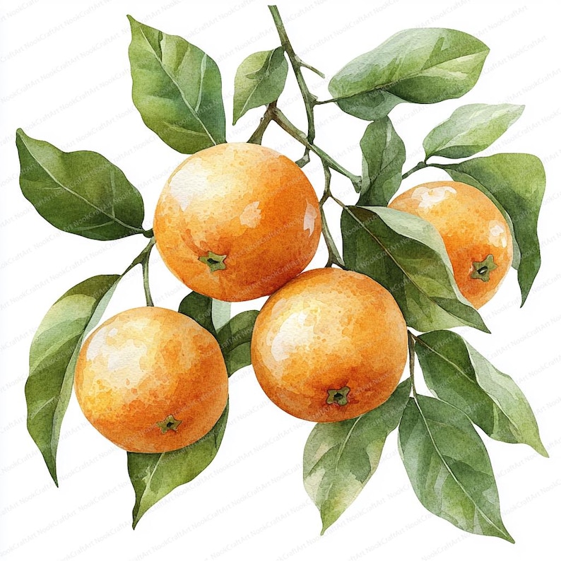 May include: A watercolor painting of a branch of a citrus tree with four ripe oranges. The oranges are a bright orange color and have a glossy finish. The leaves are a deep green and have a slightly textured surface.