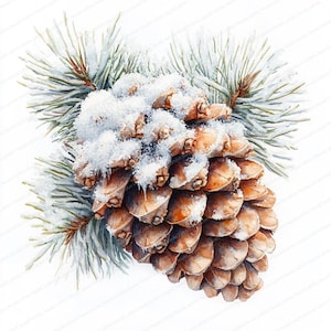 May include: Watercolor illustration of a pine cone covered in snow, with a sprig of evergreen needles. The pine cone is brown with a textured surface, and the snow is white. The evergreen needles are a pale green color. The image is set against a white background.