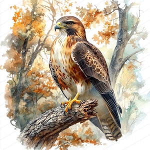 May include: Watercolor painting of a hawk perched on a tree branch. The hawk has brown, white, and black feathers, with yellow talons and a yellow beak. The background features autumn trees with orange and brown leaves.