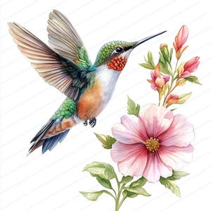 18 kolibriebloem clipart | Op de natuur geïnspireerd kunstontwerp | Afdrukbare aquarel clipart | Hoge kwaliteit JPG's | Papierkunst | Junkjournaal