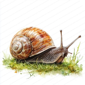 22 Clipart escargot sur l'herbe mouillée | Art graphique numérique inspiré de la nature | Clipart aquarelle imprimable | JPG de haute qualité | Journal indésirable