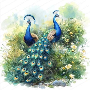 21 Pfau Garten Spaziergang Clipart | Lebendige Sommertag Illustrationen | Druckbare Aquarell Clipart | Hochwertige JPGs | Papierhandwerk