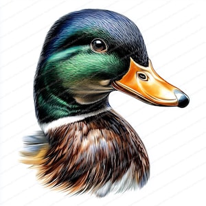 16 imágenes prediseñadas de pato real / Imágenes prediseñadas de pato real / Imágenes prediseñadas de acuarela imprimibles / JPG de alta calidad / Descarga digital / Manualidades de papel / Diario