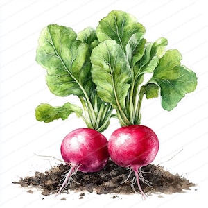 20 Radish Clipart Set | Garden Vegetable Graphics| Printable Watercolor clipart | High Quality JPGs | Paper craft | Junk journal