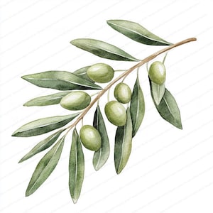 18 Clipart acquerello di rami di ulivo / Foglie botaniche verdi / Download digitale / Arte ispirata alla natura / Elementi artigianali stampabili