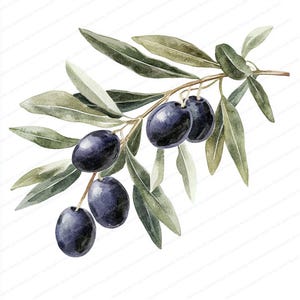 15 imágenes prediseñadas de rama de olivo / Imágenes prediseñadas de rama de olivo / Imágenes prediseñadas de acuarela imprimibles / JPG de alta calidad / Descarga digital / Manualidades de papel
