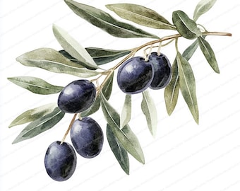 May include: Watercolor illustration of an olive branch with several ripe, dark purple olives. The leaves are a muted green, and the branch is a light brown. The image is set against a white background.