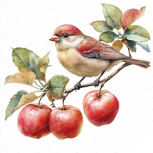 20 Vogel auf Ast mit Äpfeln Clipart | Natur Kunst Illustration | Druckbare Aquarell Clipart | Hochwertige JPGs | Papiermodell | Zeitschrift