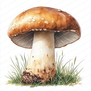 18 Steinpilz Clipart | Morgentau Gelassenheit | Druckbare Aquarell Clipart | Hochwertige JPGs | Papiermodell | Junk Journal