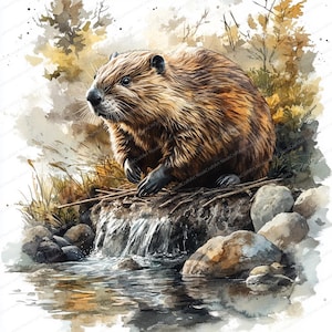 Puede incluir: Una ilustración en acuarela de un castor marrón sentado en una repisa rocosa junto a una pequeña cascada. El castor tiene pelaje oscuro, nariz negra y bigotes visibles. La escena incluye tonos tierra de marrón, beige y follaje amarillo.