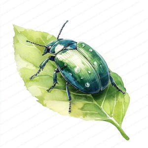 20 Käfer auf Blatt Clipart | Natur Insekt Illustration | Druckbare Aquarell Clipart | Hochwertige JPGs | Papiermodell | Junk Journal