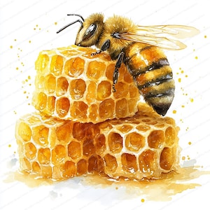 May include: A watercolor painting of a bee perched on a honeycomb. The bee is yellow and black with brown fuzzy hairs. The honeycomb is a light golden color and has a textured surface.