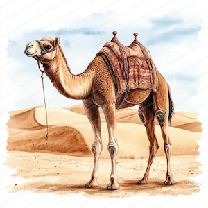18 Cammello con gobbe Clipart / Illustrazione di animali del deserto / Clipart acquerello stampabile / JPG di alta qualità / Artigianato di carta / Diario spazzatura