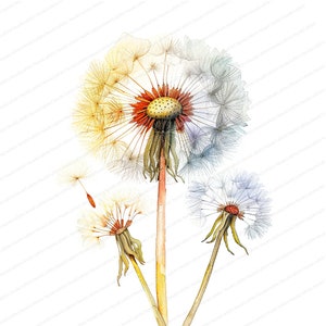 14 Dandelion Clipart | Botanical Dandelion | Printable Watercolor clipart | High Quality JPGs | Digital download | Paper craft | journals