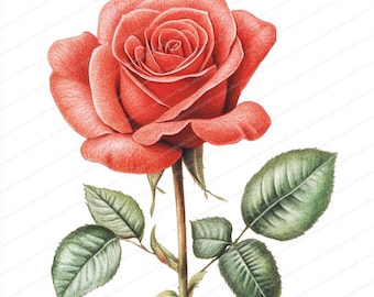 20 Red Rose Flower Clipart | Romantic Floral Watercolor Art | Wedding Decor & Craft Supplies | High-Quality Clipart | Digital Download