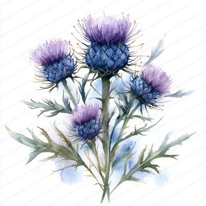 16 distelbloem clipart | Paars bloemdessin | Afdrukbare aquarel clipart | Hoge kwaliteit JPG's | Digitale download | Papiermodellen