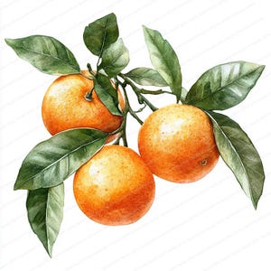 May include: A watercolor painting of three oranges on a branch with green leaves. The oranges are a vibrant orange color and the leaves are a deep green.