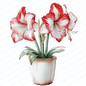 18 Amaryllis Flower Clipart | Festive Christmas Blooms | Printable Watercolor Clipart | High Quality JPGs | Digital Download | Junk Journal