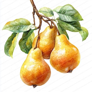 23 Clipart di rami di pero / Pere appese Arte digitale / Clipart acquerello stampabile / JPG di alta qualità / Carta artigianale / Diario di scarto