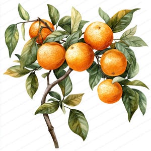 May include: A watercolor painting of a branch of an orange tree with six ripe oranges and green leaves.