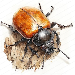 18 Nashornkäfer Baum Clipart | Von der Natur inspiriertes Vektordesign | Druckbare Aquarell Clipart | Hochwertige JPGs | Papiermodell | Junk Journal