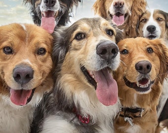 ¡Captura la alegría de tus amigos peludos!