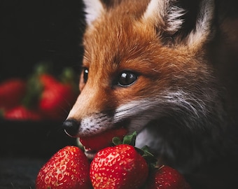 Arte litográfico encantador: Zorro con fresas