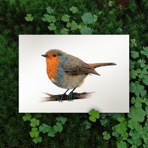 Print Rotkehlchen - Wanddeko für Naturliebhaber - naturgetreuer Druck - heimische Tierwelt - Vogelwelt - Tierillustration - Wandbild