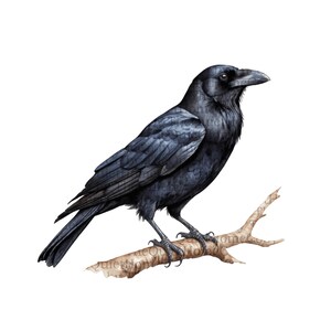 May include: A detailed illustration of a black crow perched on a light brown branch. The crow's feathers are a mix of black and dark gray, with intricate detailing. The branch has a textured appearance.