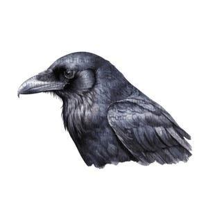 17 Black Raven PNG Clipart Set | Gothic Halloween Illustrations (Digital Download) | Set #257 image 13