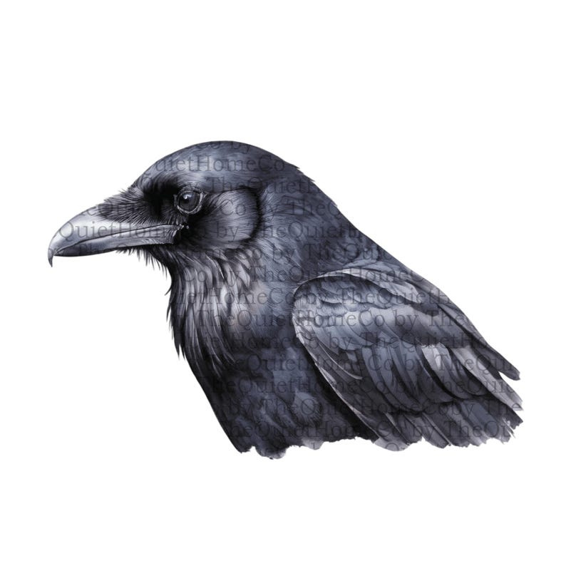 17 Black Raven PNG Clipart Set | Gothic Halloween Illustrations (Digital Download) | Set #257 image 13