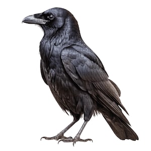 May include: A detailed illustration of a black crow standing on a white background. The bird is depicted in profile, showcasing its dark plumage, sharp beak, and detailed feathers. The artwork has a realistic style.