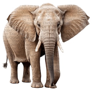 May include: A detailed, full-body image of an African elephant. The elephant has large ears, long tusks, and a textured, gray-brown hide. The image is set against a white background, highlighting the elephant's features. The Quiet Home Co is watermarked across the image.
