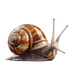 13 Watercolor Snail Clipart PNG Bundle | Realistic Forest Garden Snail Images for Sublimation, Nature Decor & Botanical Art | Set #350