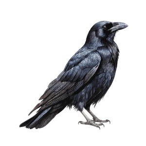 17 Black Raven PNG Clipart Set | Gothic Halloween Illustrations (Digital Download) | Set #257 image 12