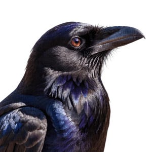 15 Realistic Crow Clipart Set, Hand-Painted Black Bird PNGs with Transparent Background for Nature Projects & Digital Crafts | Set #514