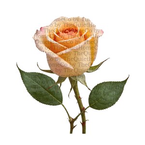 Ensemble de 32 cliparts PNG roses vintage | Aquarelles de roses romantiques en rose pêche | Fond transparent | Lot d'oeuvres d'art botanique floral | Ensemble #68