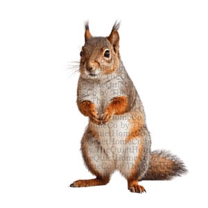 20 Realistic Squirrel Clipart PNG Set | Woodland Animal Watercolor Illustration Bundle for Fall Nursery and Forest Theme Decor | Set #185