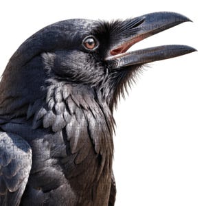 May include: Close-up of a black raven with its beak open, revealing a pink interior. The bird's feathers are a deep black, and its eye is a warm brown. The background is plain white, highlighting the raven's features.