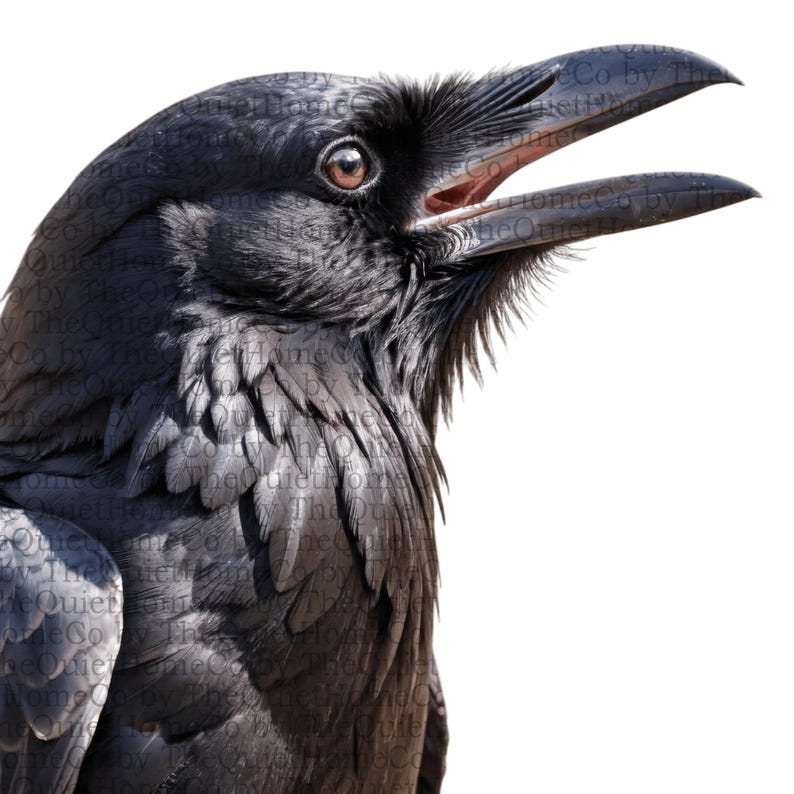 May include: Close-up of a black raven with its beak open, revealing a pink interior. The bird's feathers are a deep black, and its eye is a warm brown. The background is plain white, highlighting the raven's features.