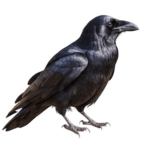 17 Realistic Black Raven Clipart Set | PNG Crow Illustrations with Transparent Background for Gothic Art, Halloween & Dark Decor | Set #257