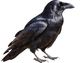 17 Black Raven PNG Clipart Set | Gothic Halloween Illustrations (Digital Download) | Set #257