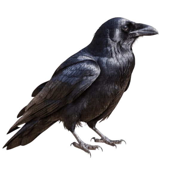 17 Black Raven PNG Clipart Set | Gothic Halloween Illustrations (Digital Download) | Set #257