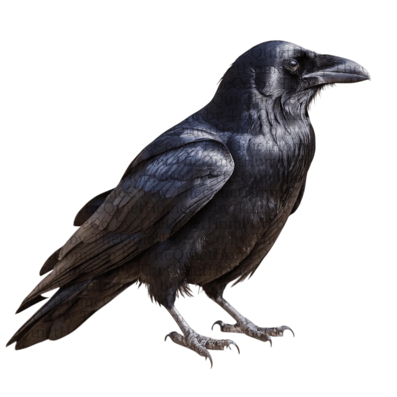 May include: A detailed image of a black crow with a glossy sheen. The bird is standing, with its head turned slightly to the side, showcasing its dark beak and sharp talons. The crow's feathers have a textured appearance.
