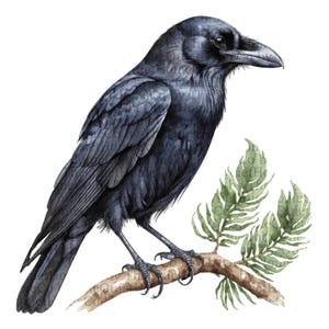 May include: Watercolor illustration of a black raven perched on a branch with green leaves. The bird has detailed feather textures and is set against a white background. The branch is brown, and the leaves are a muted green.