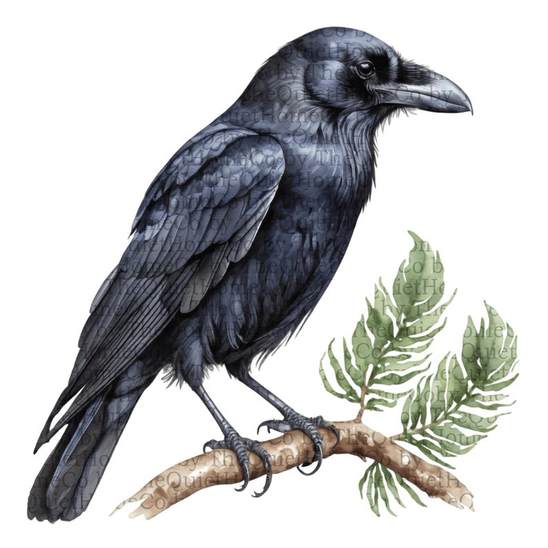 May include: Watercolor illustration of a black raven perched on a branch with green leaves. The bird has detailed feather textures and is set against a white background. The branch is brown, and the leaves are a muted green.